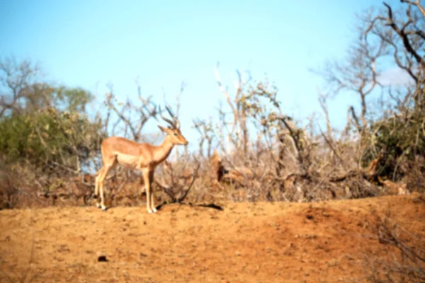 Impala silvestre en el arbusto de invierno —  Fotos de Stock