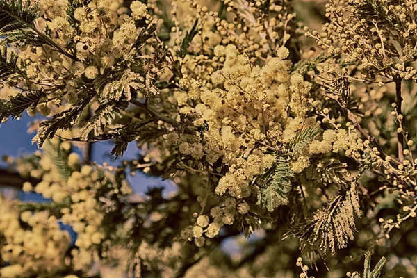 În fauna sălbatică mimosa plantă și copac — Fotografie, imagine de stoc