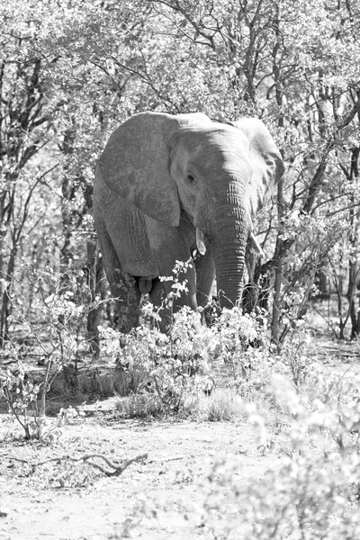 W RPA przyrody rezerwatu przyrody i słoń — Zdjęcie stockowe