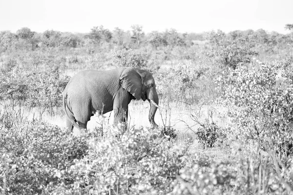 Na África do Sul reserva natural de vida selvagem e elefante — Fotografia de Stock