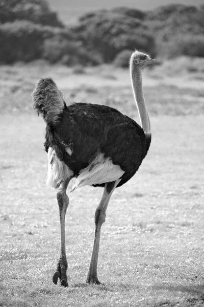В Южной Африке заповедник и страус дикой природы — стоковое фото