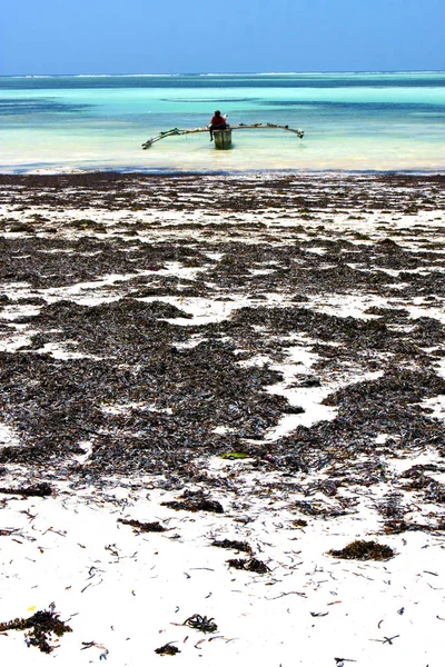 Zanzibar strand zeewier Indische Oceaan tanzania zand eiland — Stockfoto