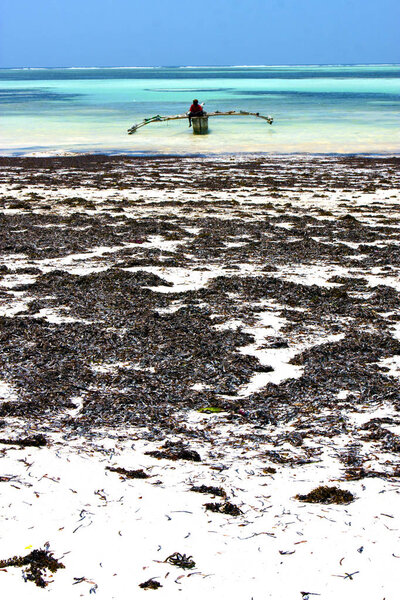 zanzibar beach  seaweed  indian ocean tanzania    sand isle  