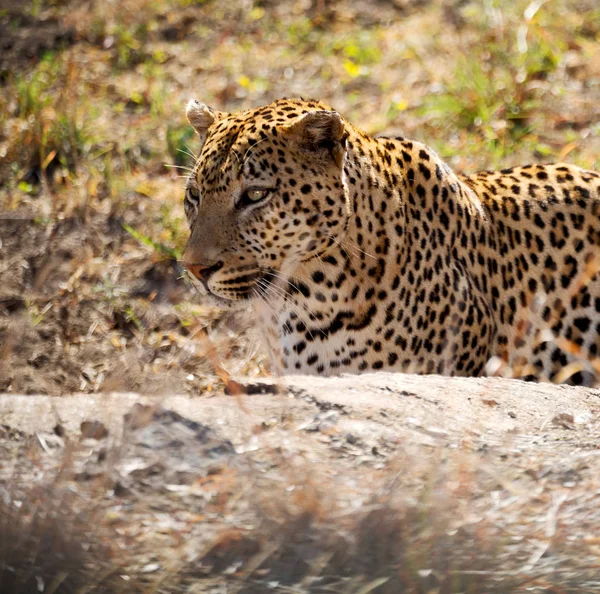 In Zuid-Afrika kruger natuurpark wild Luipaard Stockafbeelding