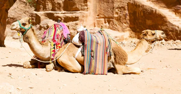 Рядом с древним чудом сайт верблюдов для туристов — стоковое фото