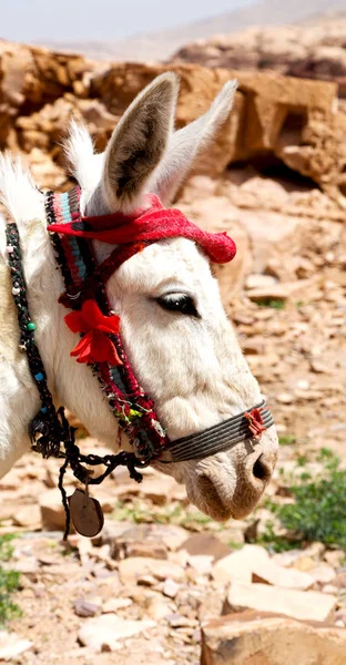 Een ezel te wachten voor de toerist in de buurt van berg — Stockfoto