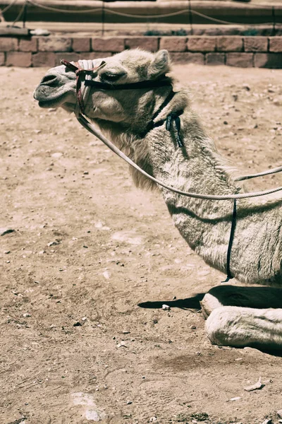 In jordan the head of a camel — Stock Photo, Image