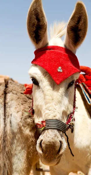 Esperando al turista cerca de la montaña un burro — Foto de Stock