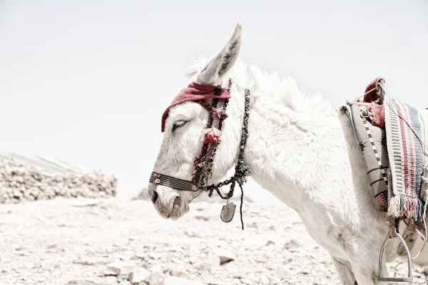 Esperando al turista cerca de la montaña un burro — Foto de Stock