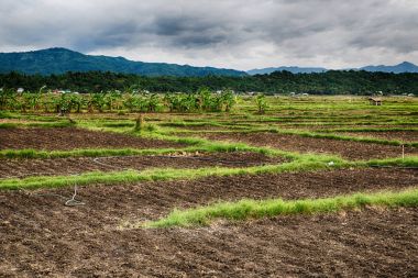   coultivation pirinç Teras alanı   