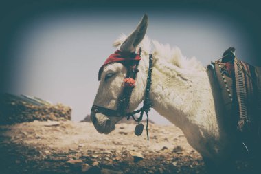   bir eşek mountain yakınındaki turist bekliyor