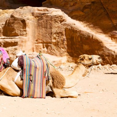 antik sitesi deve turistik merak. 