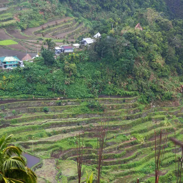 Terrace   field for  coultivation of rice — Stock Photo, Image