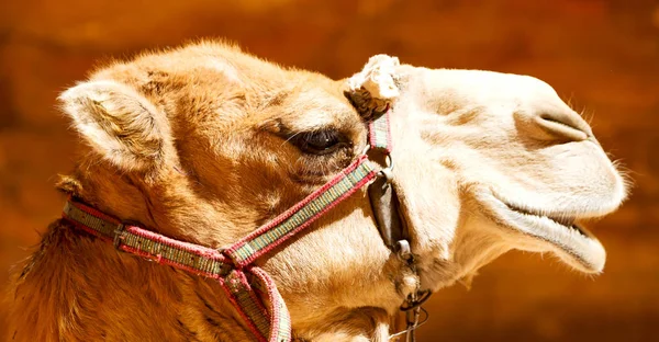 Near the antique wonder site   camel for the tourist — Stock Photo, Image