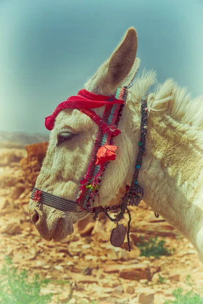 Een ezel te wachten voor de toerist in de buurt van berg — Stockfoto