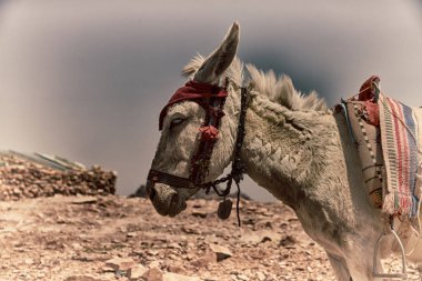   bir eşek mountain yakınındaki turist bekliyor