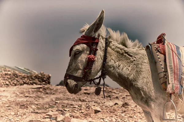 Bir eşek mountain yakınındaki turist bekliyor — Stok fotoğraf