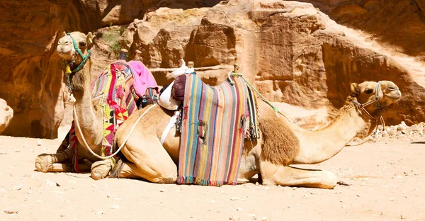 Cerca del antiguo sitio maravilla camello para el turista — Foto de Stock