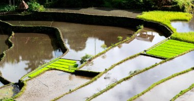   coultivation pirinç Teras alanı   