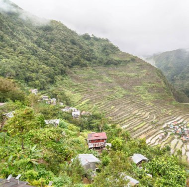   coultivation pirinç Teras alanı   