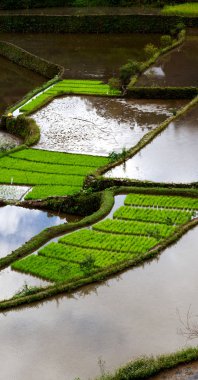  coultivation pirinç Teras alanı   
