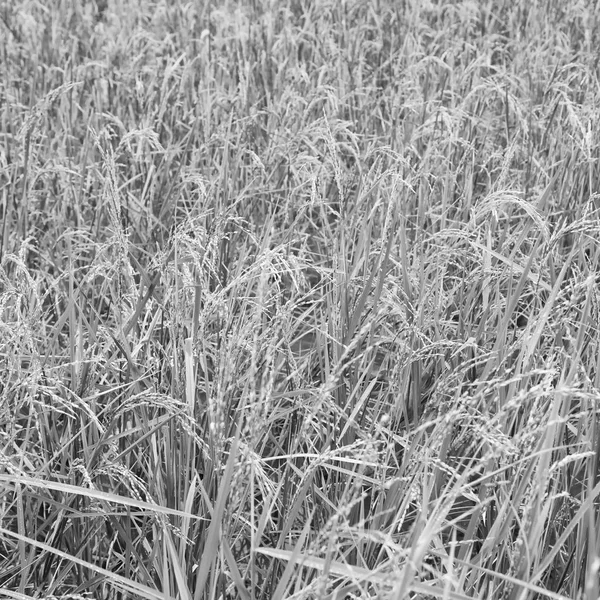 Закрытие поля для выращивания зерновых — стоковое фото