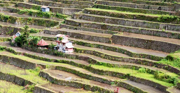 Terras veld voor coultivation van rijst — Stockfoto