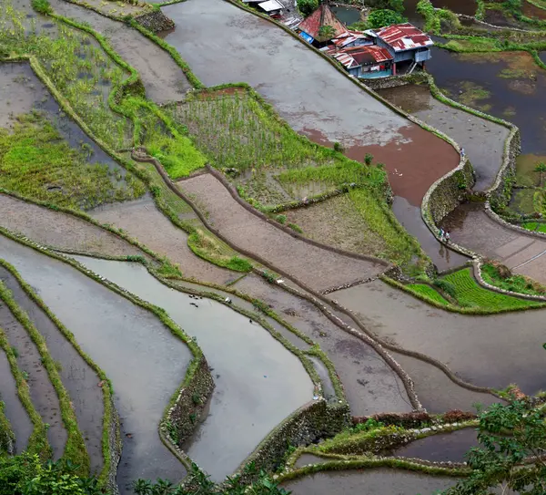 Campo de terraço para coultivação de arroz — Fotografia de Stock