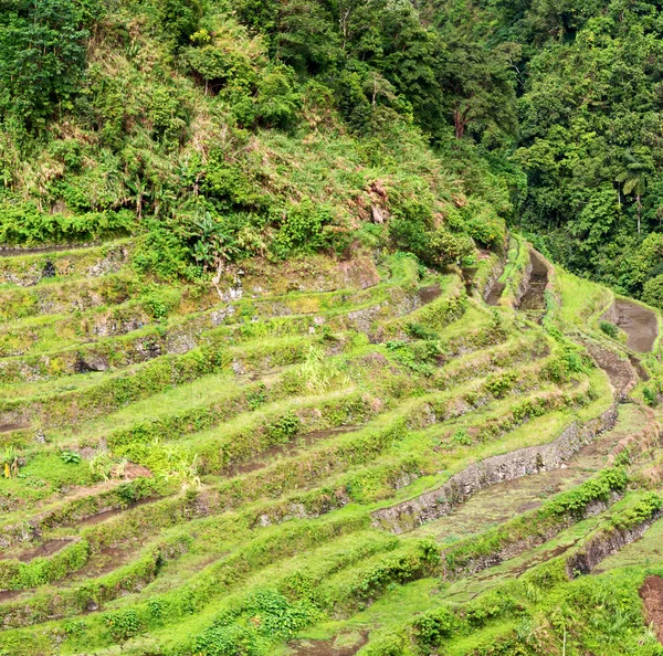 Campo de terraza para el coultivation de arroz —  Fotos de Stock