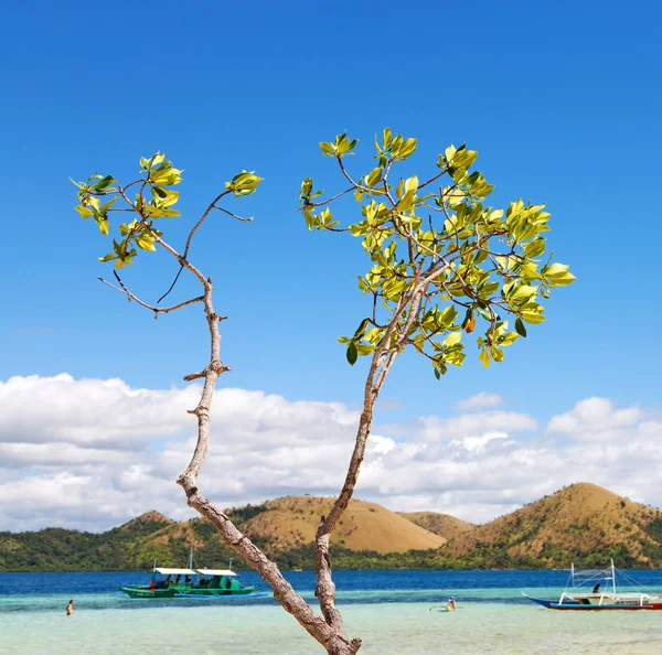 En la hermosa isla cosatline y el árbol — Foto de Stock