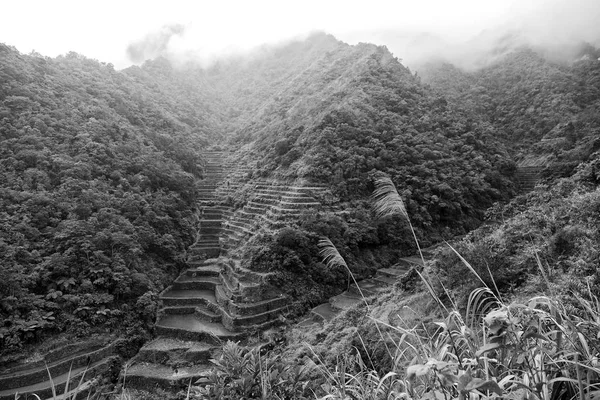 Terrace   field for  coultivation of rice — Stock Photo, Image