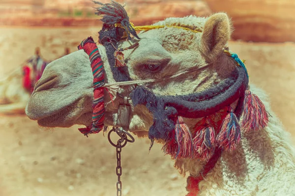 In Jordanië het hoofd van een kameel — Stockfoto