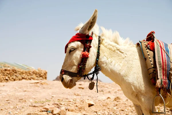 Bir eşek mountain yakınındaki turist bekliyor — Stok fotoğraf