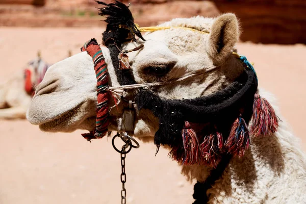 In jordan the head of a camel Royalty Free Stock Images