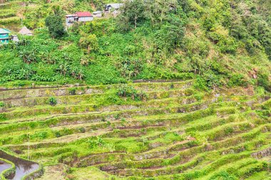   coultivation pirinç Teras alanı   