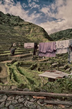   coultivation pirinç Teras alanı   