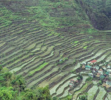   coultivation pirinç Teras alanı   