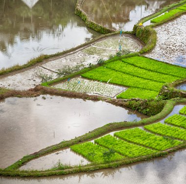   coultivation pirinç Teras alanı   