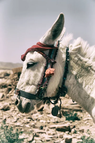 Mountain yakınındaki turist bekleyen bir eşek — Stok fotoğraf