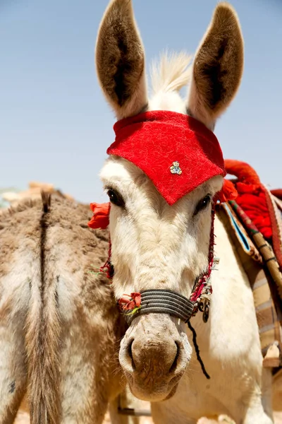 Esperando al turista cerca de la montaña un burro — Foto de Stock