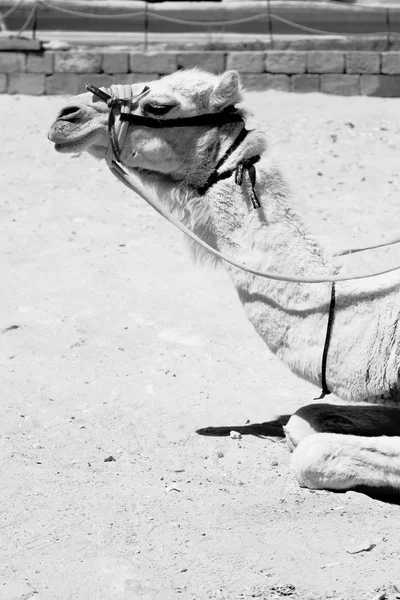 En Jordania la cabeza de un camello — Foto de Stock