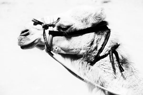 Na Jordânia a cabeça de um camelo — Fotografia de Stock