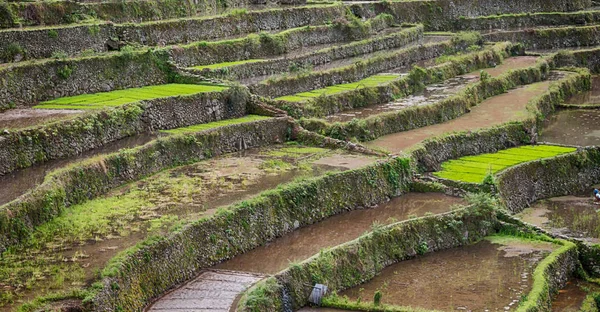 Campo de terraço para coultivação de arroz — Fotografia de Stock