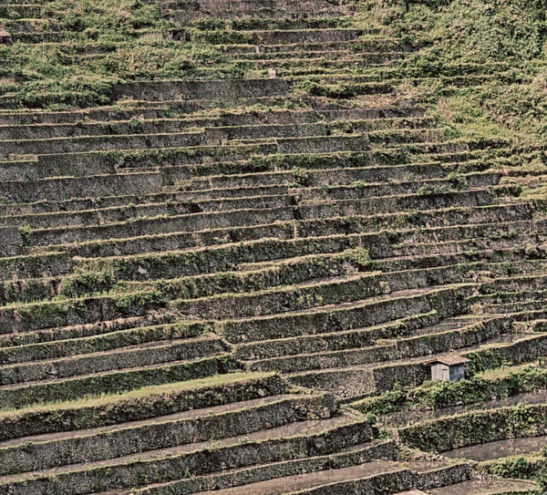 Coultivation rizs terasz mező — Stock Fotó