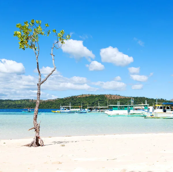 美しい島 cosatline とツリー — ストック写真