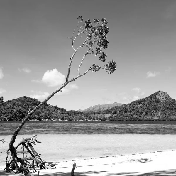 In der schönen Insel cosatline und Baum — Stockfoto