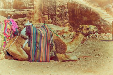 antik sitesi deve turistik merak. 