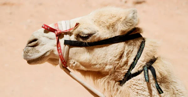 En Jordania la cabeza de un camello — Foto de Stock
