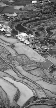   coultivation pirinç Teras alanı   