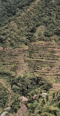   coultivation pirinç Teras alanı   